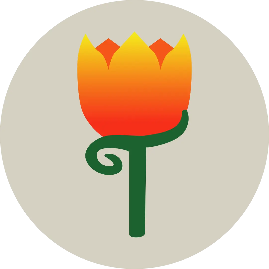 Tulipan